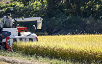 수확기 쌀값 심상찮다…생산량 감소에 정부 매입량도 늘어
