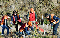 SK이노, 울산 산불 피해 지역 산벚나무 4000그루 식재