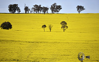 호주마저 밀 공급 차질....글로벌 식량난 가중되나