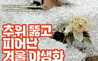 [카드뉴스] 추위 뚫고 피어난 겨울 야생화들