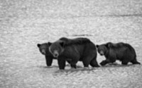 울산서 곰 3마리 탈출…사육농장 60대 부부 숨진 채 발견