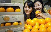 [포토]현대百, “유기농 인증받은 오렌지에요”