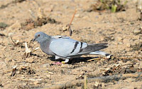 이전 방사한 멸종위기종 양비둘기 부부 첫 번식 성공