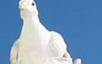 살아있는 비둘기가 하이힐 소재?…'비둘기 하이힐' 논란