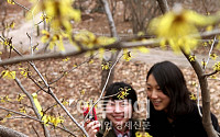 [포토]노란 꽃술 펼친 풍년화