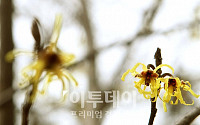 [포토]꽃샘추위 잊은 노란 풍년화