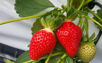 국산 딸기 '고슬' 베트남에서 품종 사용료 받는다