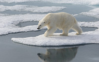 미국 알래스카서 북극곰 공격…주민 2명 물려 사망