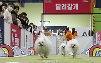 [포토] '20m 달리기하는 강아지들'