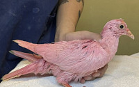 美 뉴욕서 발견된 분홍 비둘기…희귀종 아닌 파티용? &quot;염색 됐다&quot;