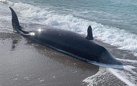 또 무슨 징조?…튀르키예 인근 해변서 고래 7마리 떼죽음