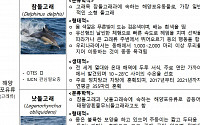 해수부, 참돌고래·낫돌고래·해마 해양보호생물 신규 지정