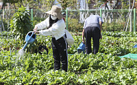 “도시농부 되어볼까”…서울 자치구, 봄맞이 ‘텃밭·주말농장’ 운영