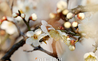 [포토] 봄 꽃 맛보러 온 꿀벌