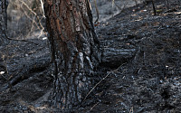 나무 수십만 그루 태운 합천 산불, 원인은 담배꽁초…50대 남성 혐의 인정
