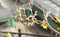 [포토]개나리 활짝, '봄이 왔어요~!'