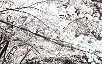 [포토] 서울에도 활짝 핀 벚꽃