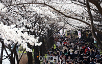 [포토] 포근한 봄, 주말 벚꽃 산책