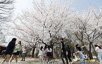 [포토] 벚꽃 활짝 핀 서울숲