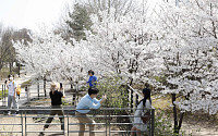 [포토] '포근한 봄날씨에 꽃놀이 나온 시민들'