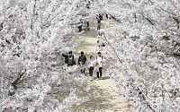[포토] '벚꽃 산책'