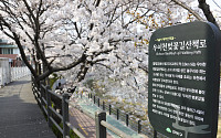 강북구 “우이천서 먹거리·즐걸거리 풍부한 ‘벚꽃축제’ 즐기세요”