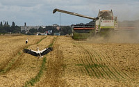 캐나다 최악 가뭄에 글로벌 밀 공급 위기