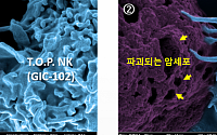 지아이셀, 동종유래 NK 세포치료제 국내 임상 1상 승인