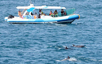 오늘부터 선박 관광 시 돌고래 안전 위협하면 200만 원 과태료