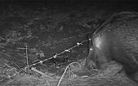 전국 야생멧돼지 ㎢당 1.1 마리 서식…전북 1.3 마리로 가장 많아