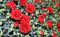 &quot;카네이션 꽃말은 사랑·붉은색은 존경 상징&quot;…어버이날·스승의날 생화 화분 추천