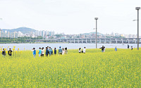 [포토] '한강 서래섬 유채꽃축제'