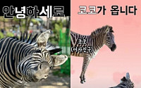 ‘동물원 탈출’ 얼룩말 세로, 여자친구 ‘코코’ 공개됐다