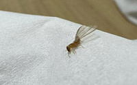 &quot;집도 갉아 먹는다&quot; 서울 강남에 외래종 흰개미 등장?…환경부 조사 착수