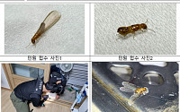 강남 출몰 ‘흰개미’ 나무 갉아먹는 외래종으로 확인…긴급방제 실시