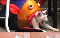 고양이 잡아먹는 물고기 &quot;물고기 입으로 고양이가 '쏙' 들어가버리네&quot;