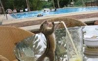 빨대 다람쥐 음료수에 맥주까지 누리꾼 '와글와글'