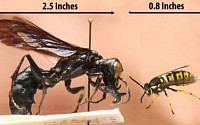 괴물 말벌 발견 &quot;인간에게 치명적이지는 않다?&quot;