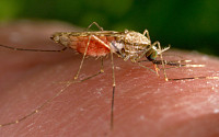 미국서 20년 만에 말라리아 지역 감염 발생