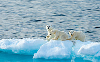 13회 극지사진콘테스트 대상, 북극곰 가족 촬영 '지구를 살려주세요'