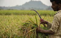 ‘최대 쌀 수출국’ 인도의 역습...물량절반 수출금지