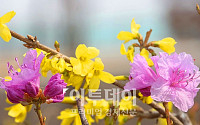 [포토]봄 반기는 '진달래-개나리'