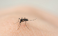 말라리아 감염자, 전년比 2배 폭증…증상과 예방법은?