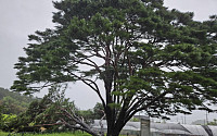 태풍 ‘카눈’에 쓰러진 400살 천연기념물 나무 [포토]