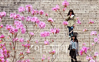 [포토]이화여대 진달래 계단