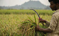 인도, 또 쌀 수출 규제…이번엔 바스마티 쌀