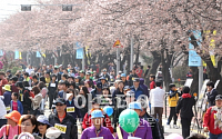 여의도 봄꽃축제 연장…23일까지 "연인과 함께 즐기세요"