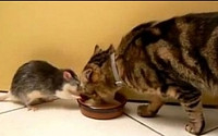 톰과 제리의 현실, 고양이 먹이 쥐에 양보 '힘도 못쓰네'