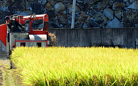 올해 쌀 생산량 전년 대비 6만 톤 줄어든 370만 톤 전망