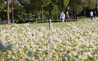 [포토] 양화한강공원, 가을 맞은 메밀꽃 물결